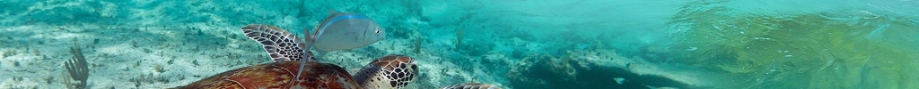Akumal Images