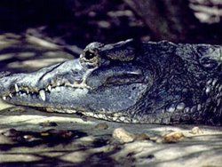 Crocodile